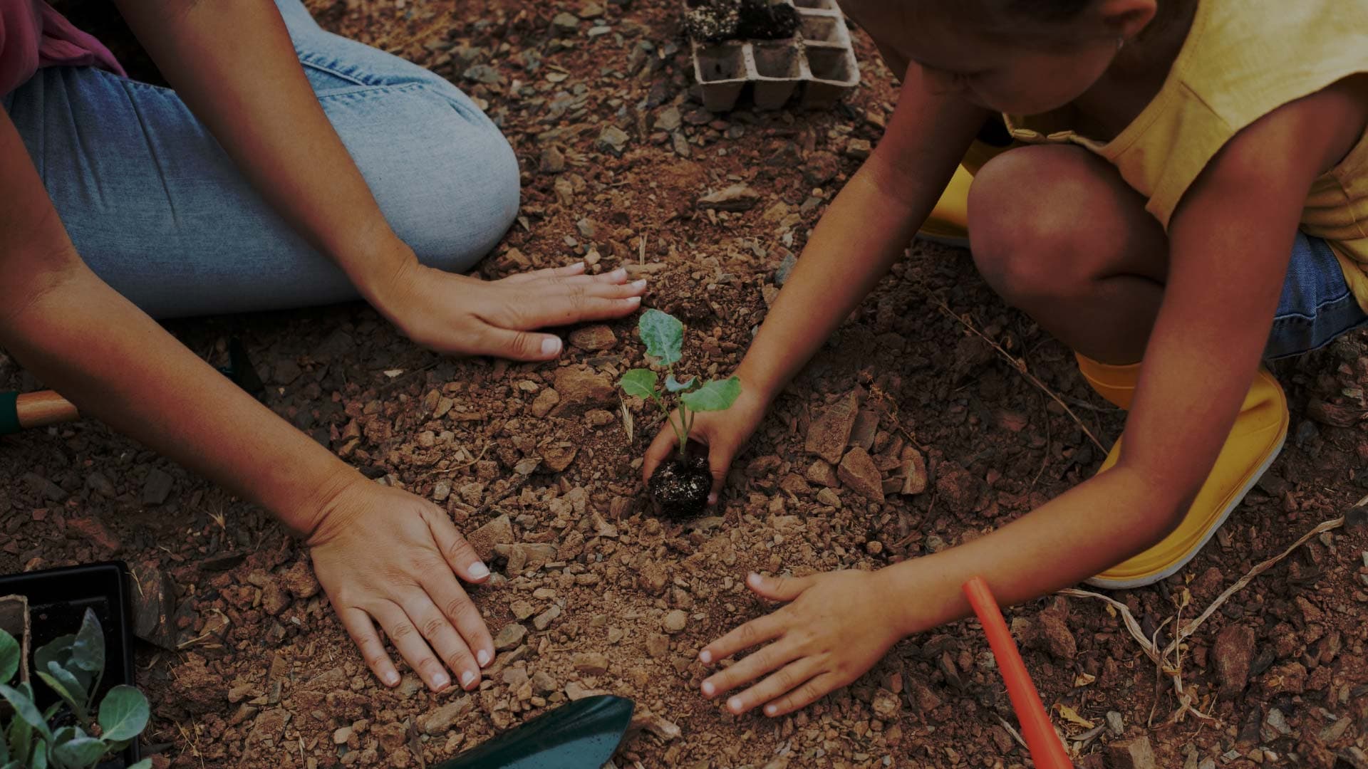 image educacao que floresce